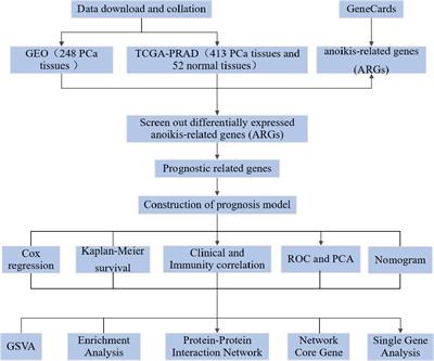 An anoikis-related gene signature for prediction of the prognosis in prostate cancer